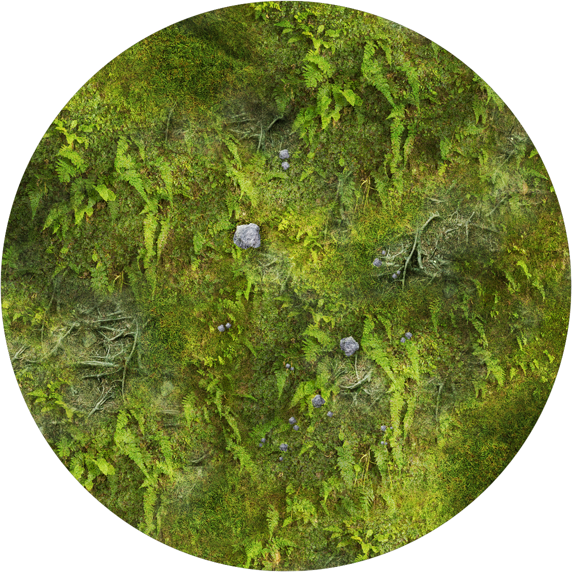 Terrain disks - Forest Floor - Grass